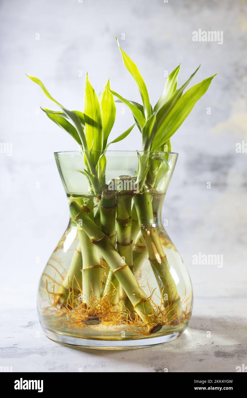 Vase bambus -Fotos und -Bildmaterial in hoher Auflsung  Alamy