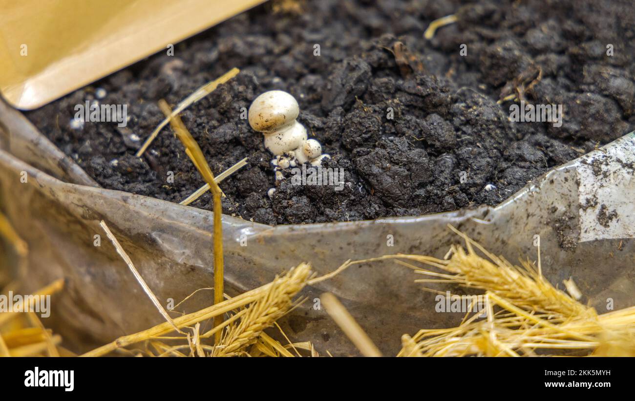 Weißer Pilz im Beutel mit Kompost anbauen Stockfotografie Alamy
