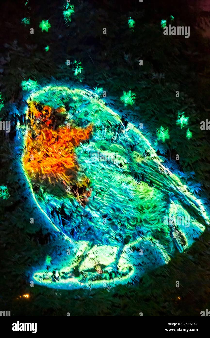 Robin Bird-Projektion auf Bäumen auf den Light Up Trails in Sir Harold Hillier Gardens in Romsey, Hampshire, Großbritannien, im November Stockfoto