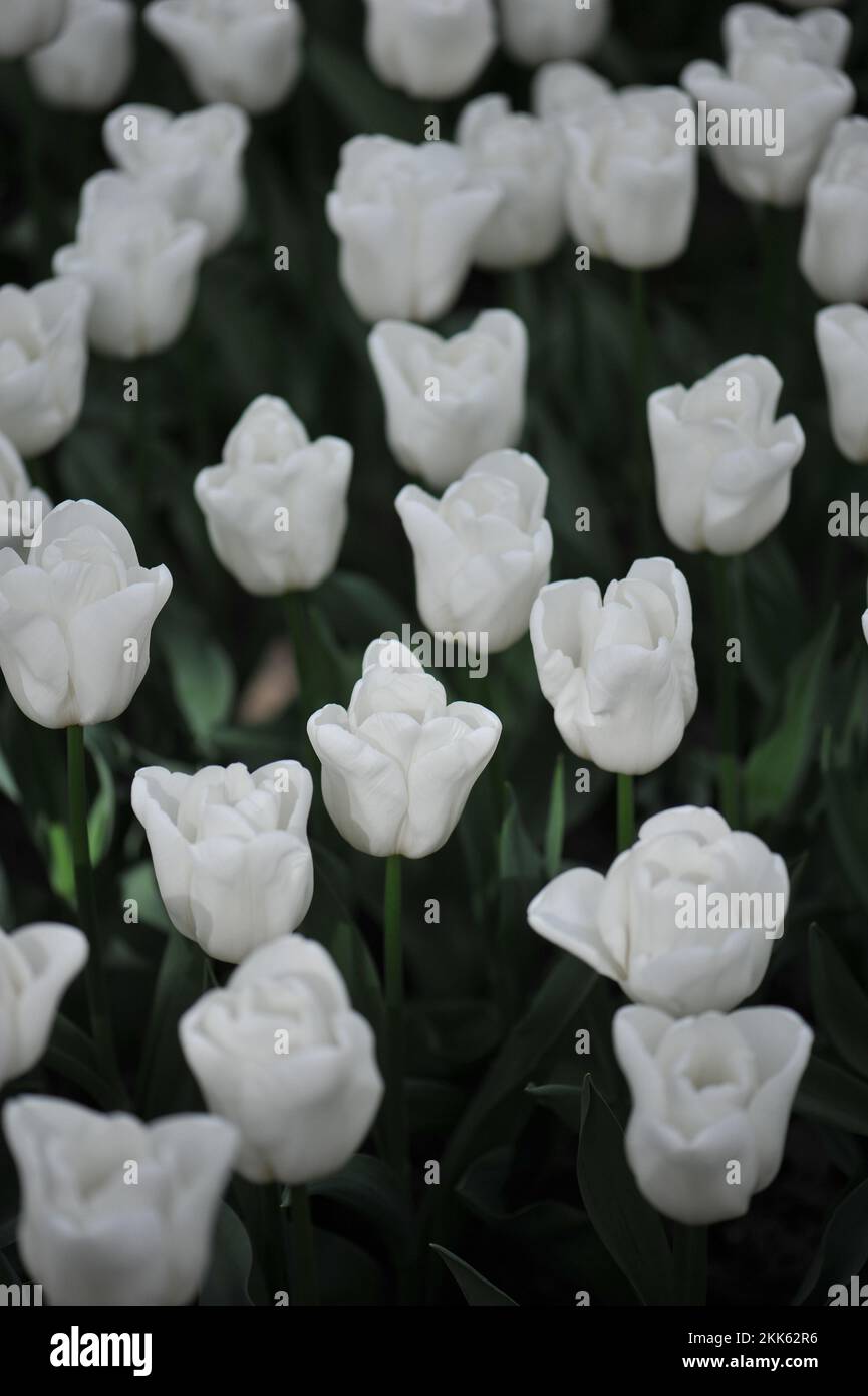 Weiße Triumph-Tulpen (Tulipa) Blüten im April in einem Garten Stockfoto