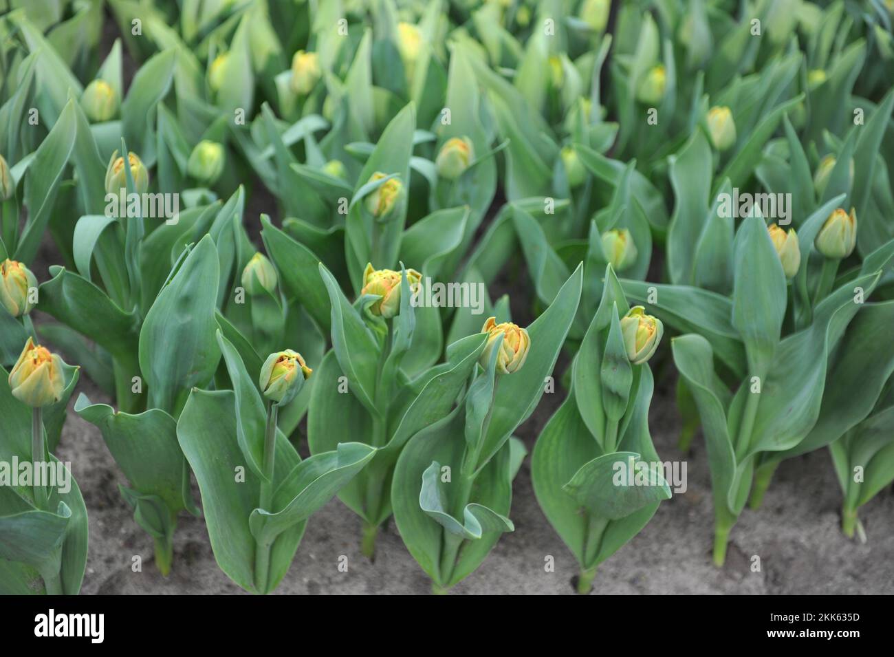 Im März erblüht Valdivia in einem Garten Stockfoto