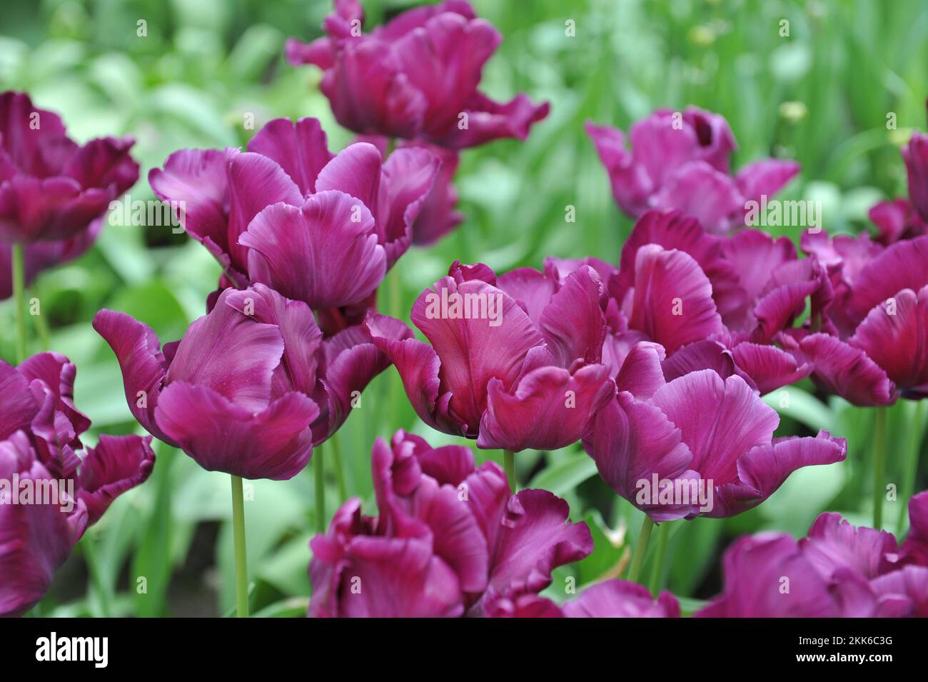 Purple Papageientulpen (Tulipa) Victoria's Secret blüht im April in einem Garten Stockfoto