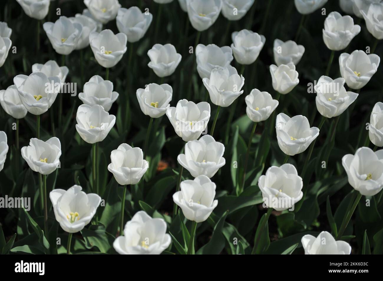Weiße Triumph-Tulpen (Tulipa) Weiße Träume blühen im April in einem Garten Stockfoto