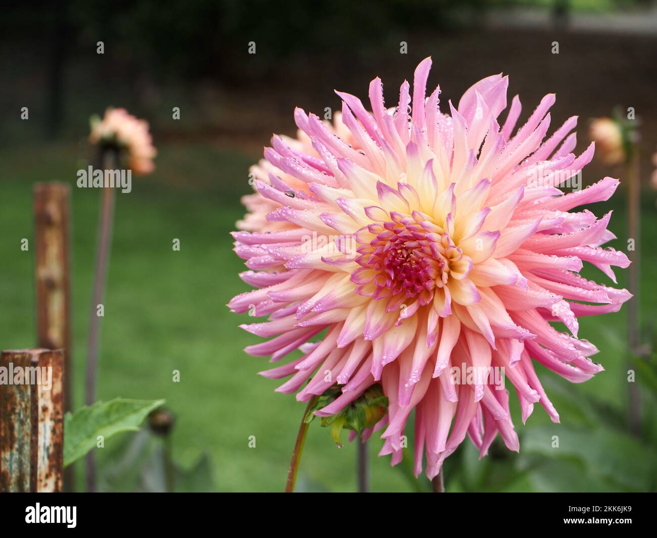 Dahlia Blumen im Garten Stockfoto