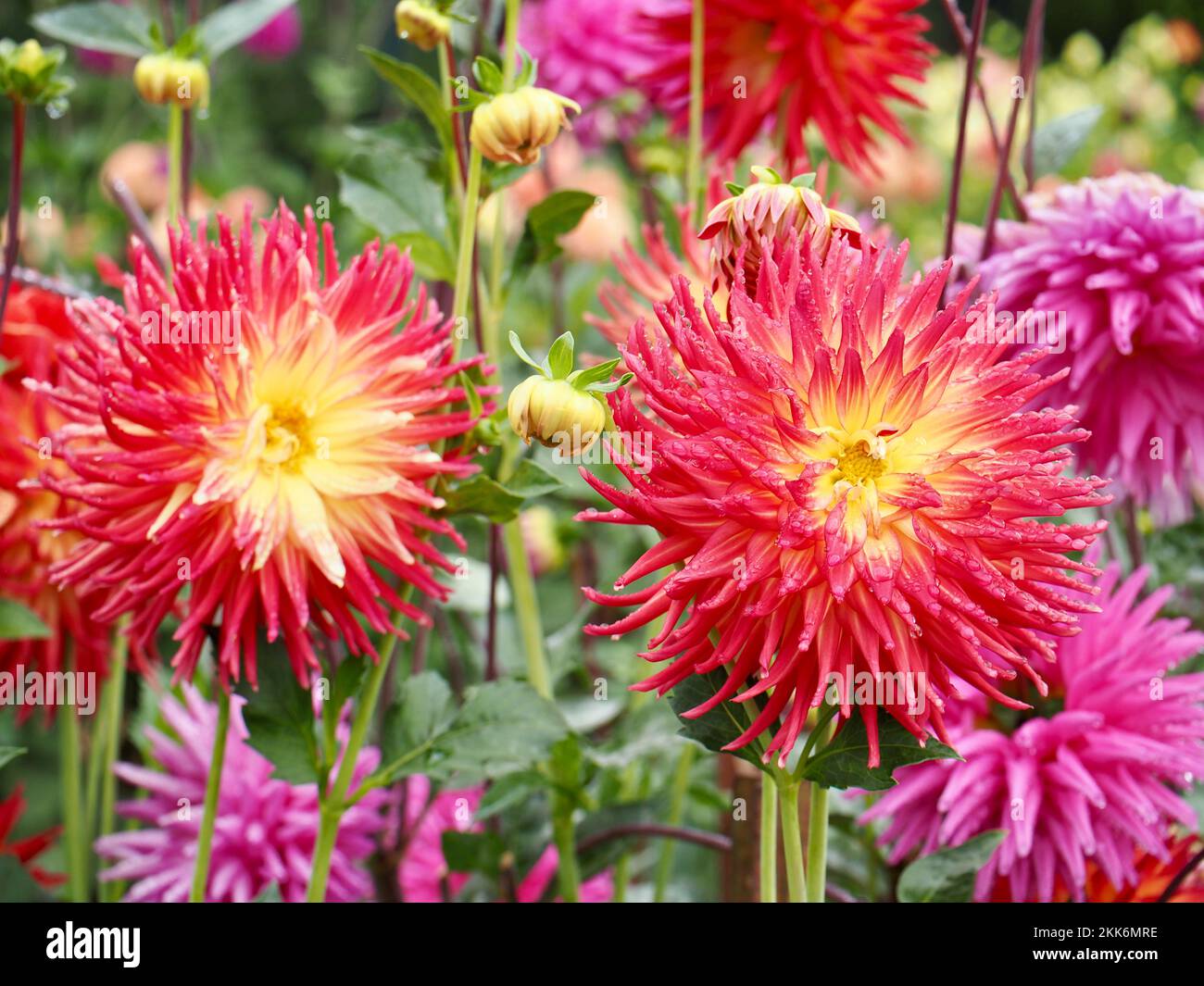 Dahlia Blumen im Garten Stockfoto