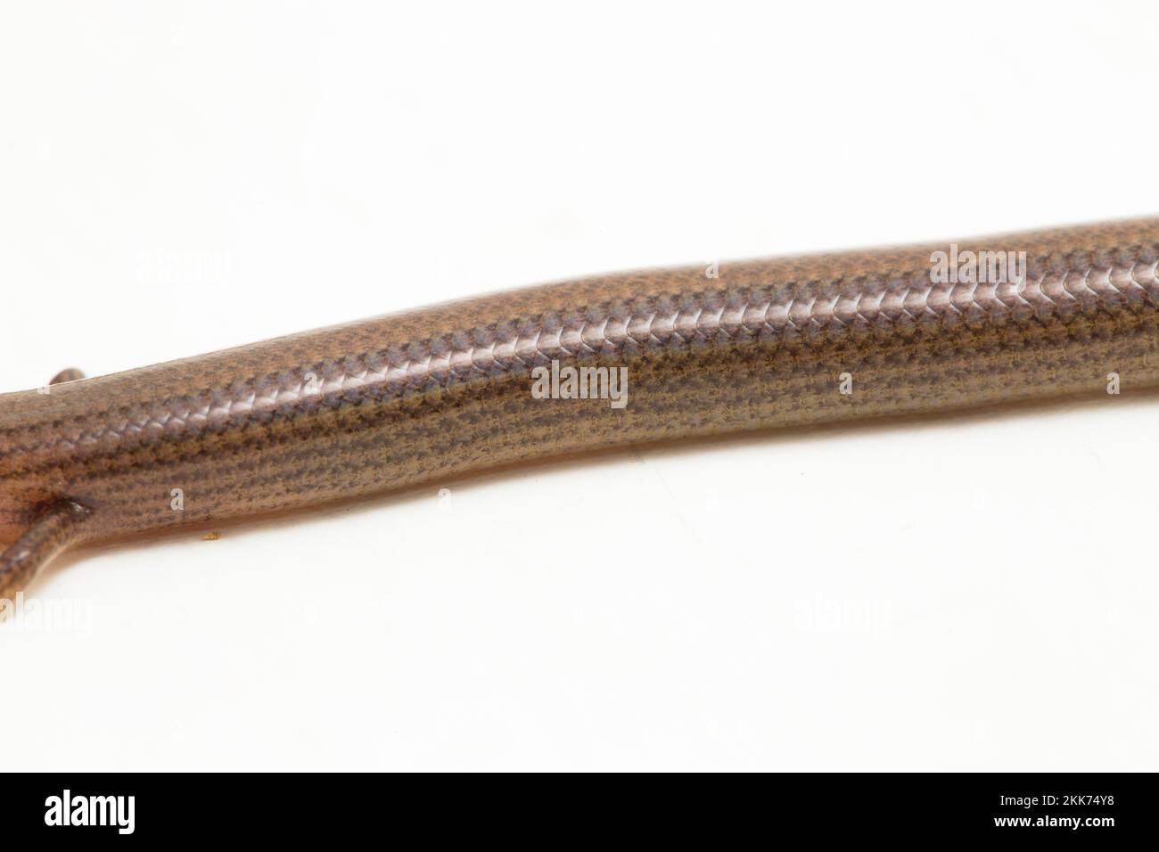 Die kurzbeinige, geschmeidige Skink oder Linnaeus's Wriding Skink Eidechse (Lygosoma quadrupes) isoliert auf weißem Hintergrund Stockfoto