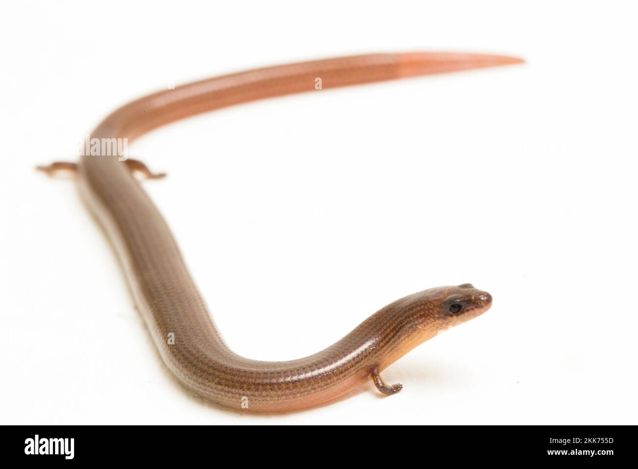 Die kurzbeinige, geschmeidige Skink oder Linnaeus's Wriding Skink Eidechse (Lygosoma quadrupes) isoliert auf weißem Hintergrund Stockfoto