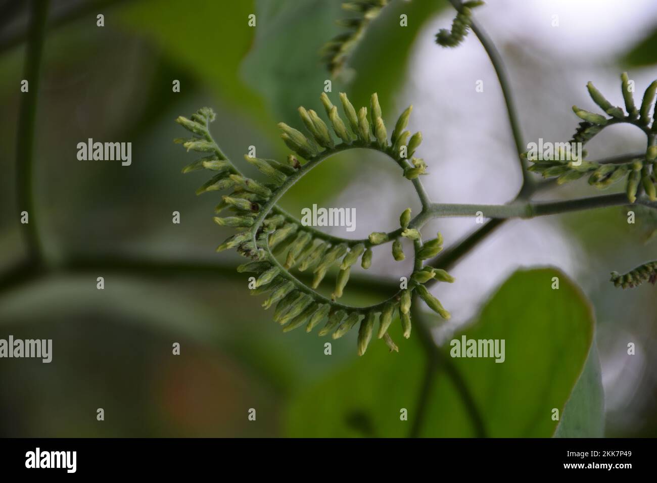 Ein vertikales Nahtbild von Tendel-spezialisiertem Stamm mit verschwommenem Hintergrund Stockfoto