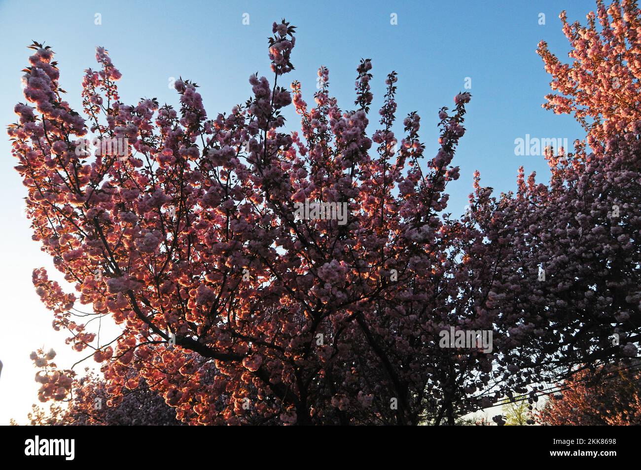 Kwanzan Kirschbäume blühen im Frühjahr. Stockfoto