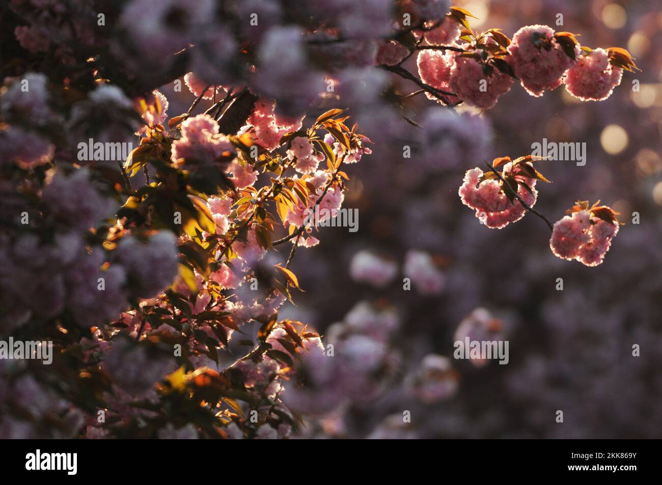 Kwanzan Kirschbäume blühen im Frühjahr. Stockfoto