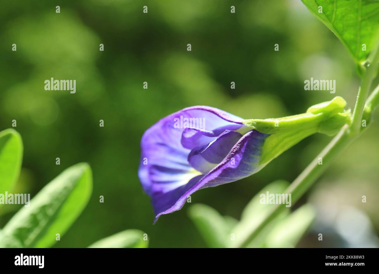 Nahaufnahme einer herrlichen Schmetterlingserbse oder Aparajita-Blume mit Blüten im Sonnenlicht Stockfoto