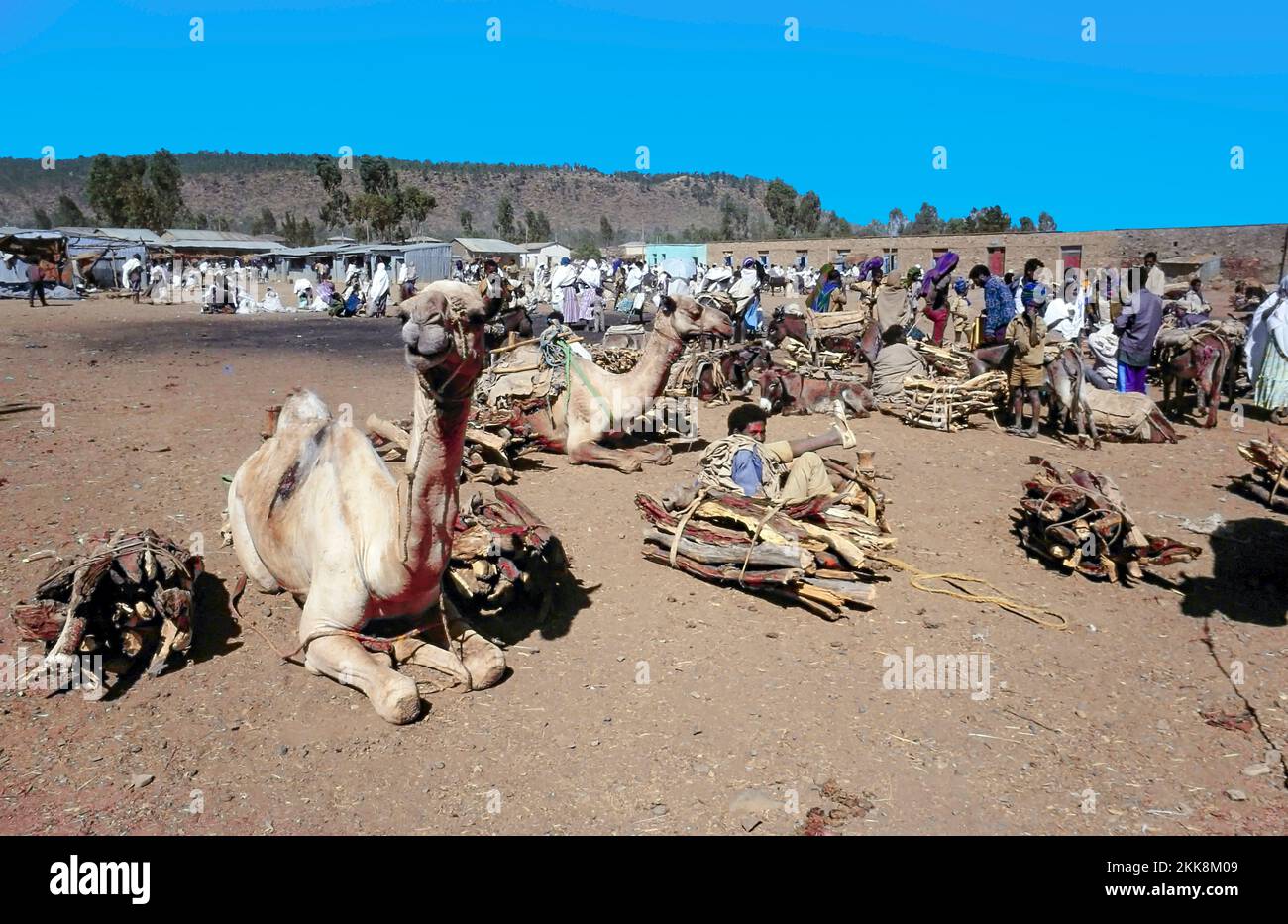 Axum, Äthiopien - 15. Januar 1998: Die Menschen verkaufen Brennholz in den Hochländern Äthiopiens und kommen mit Kamelen auf den Markt. Stockfoto