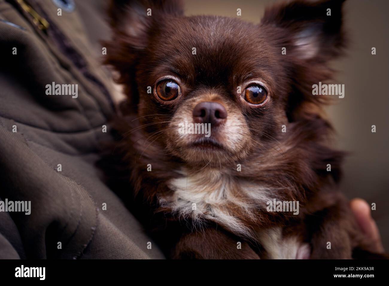 Porträt eines braunen männlichen chihuahua in den Händen der Gastgeberin Stockfoto