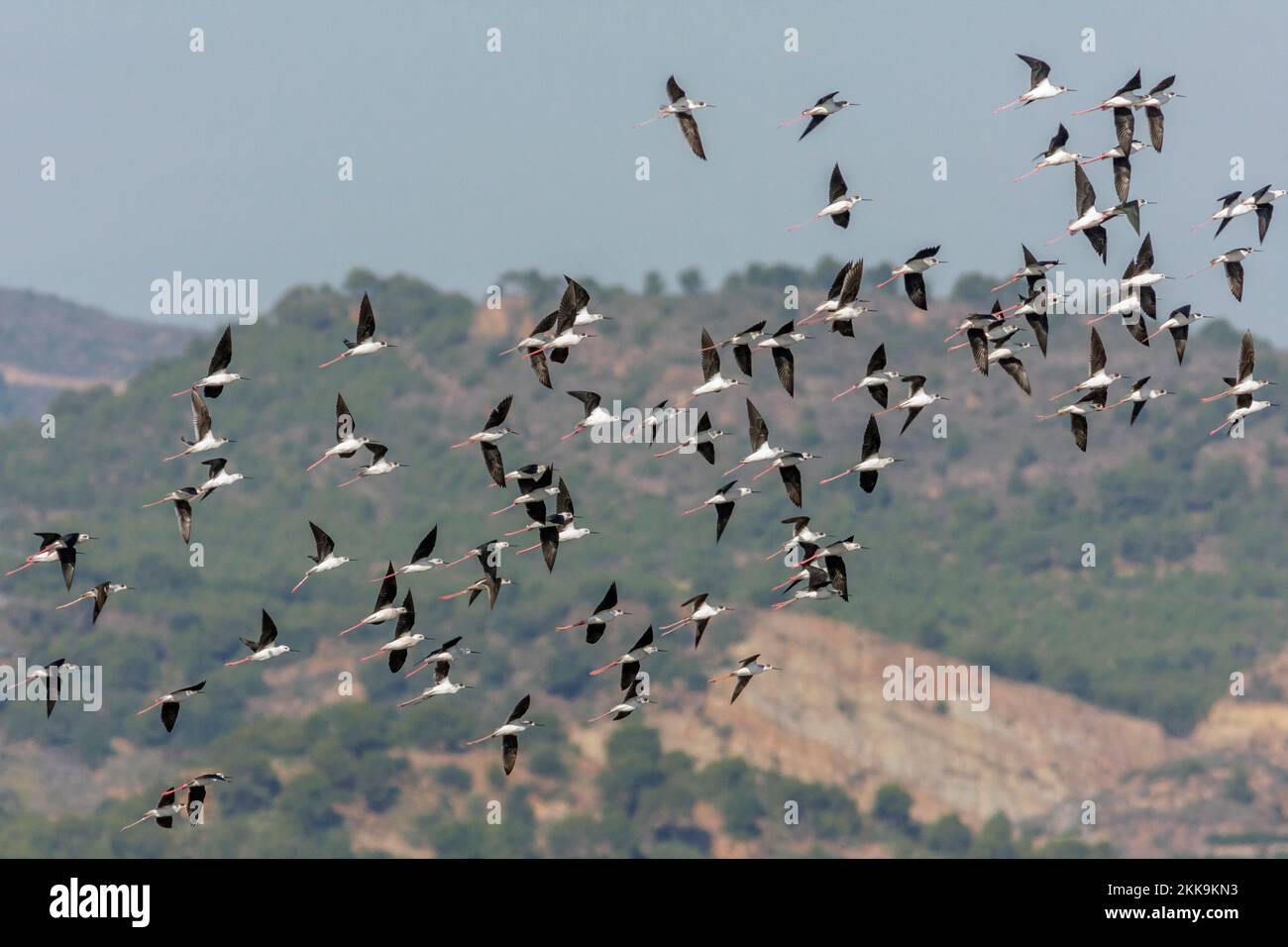 Schwarze geflügelte Stelzen, Himantopus himantopus, Gruppe im Flug Stockfoto
