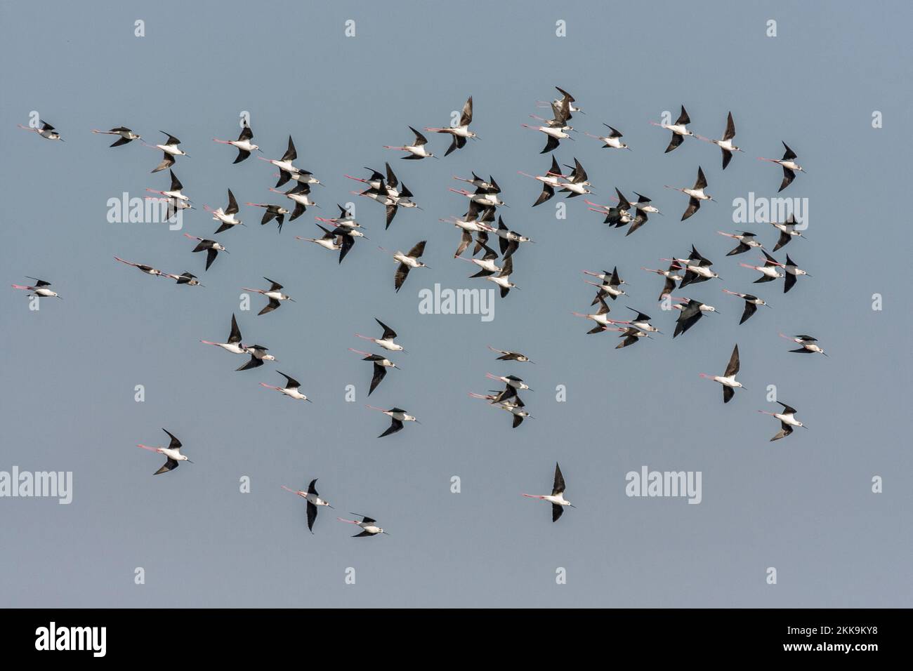 Schwarze geflügelte Stelzen ( Himantopus himantopus ) im Flug Stockfoto