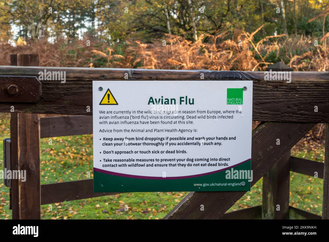 Ein Schild von Natural England warnt vor der Vogelgrippe am Eingang zum Naturschutzgebiet Dersingham Bog in Norfolk. Stockfoto