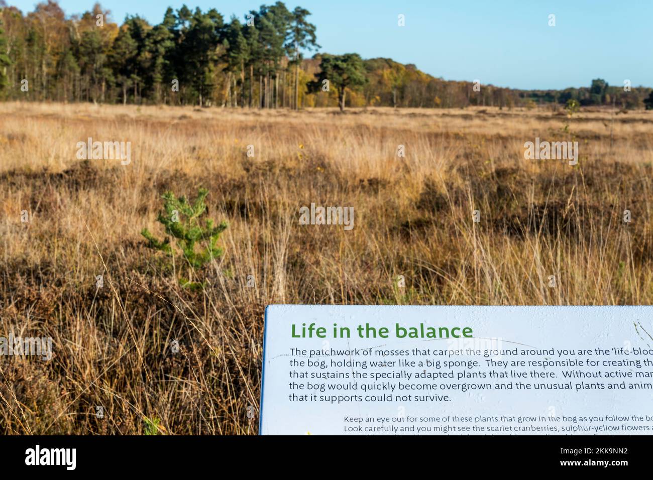 Ein Schild mit der Aufschrift „Life in the Balance“ vor der Landschaft des Naturschutzgebiets Dersingham Bog. Fokus auf Zeichen. Stockfoto