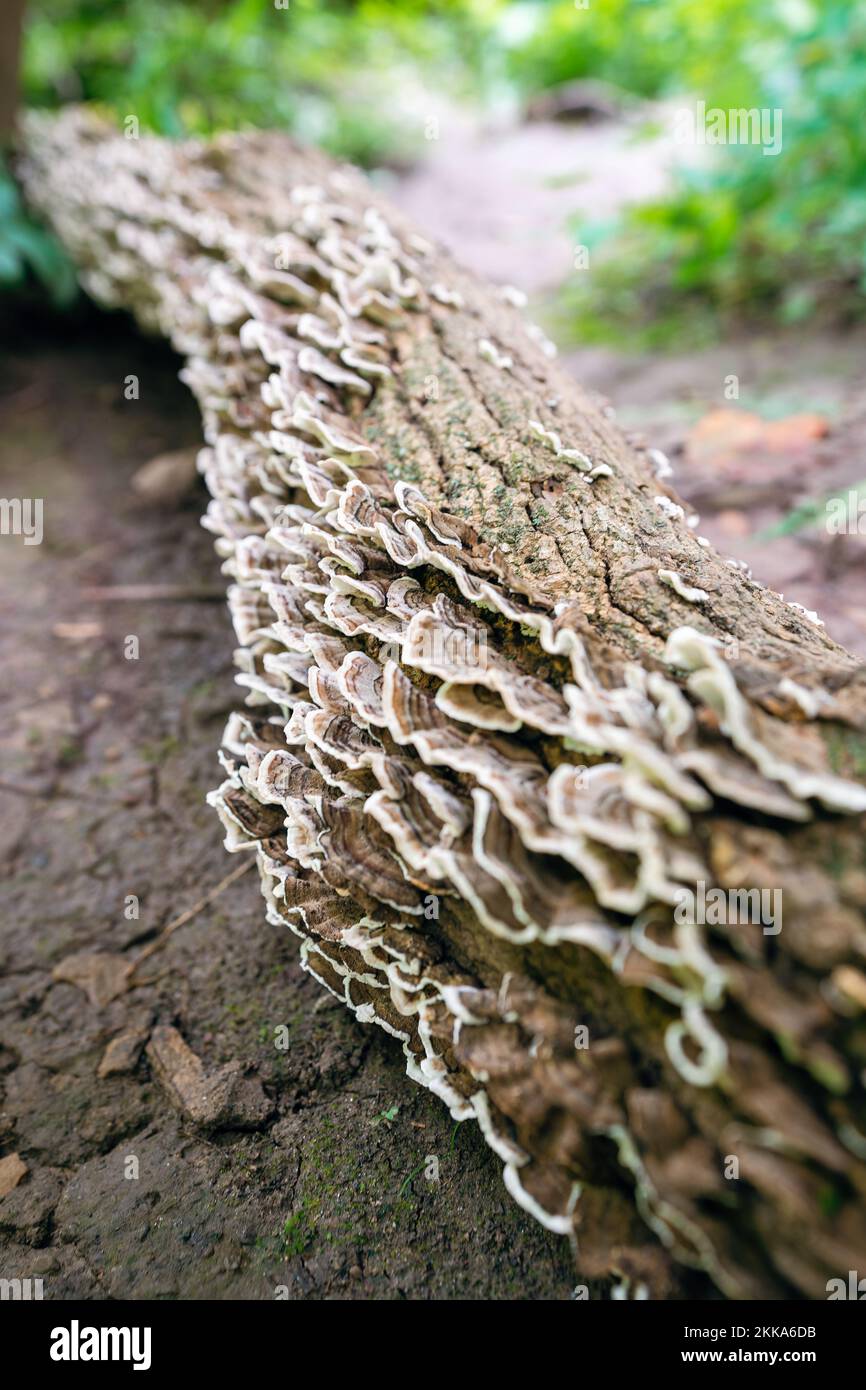 Eine Kolonie von truthahnschwanzpilzen wächst auf einem Baumstamm Stockfoto