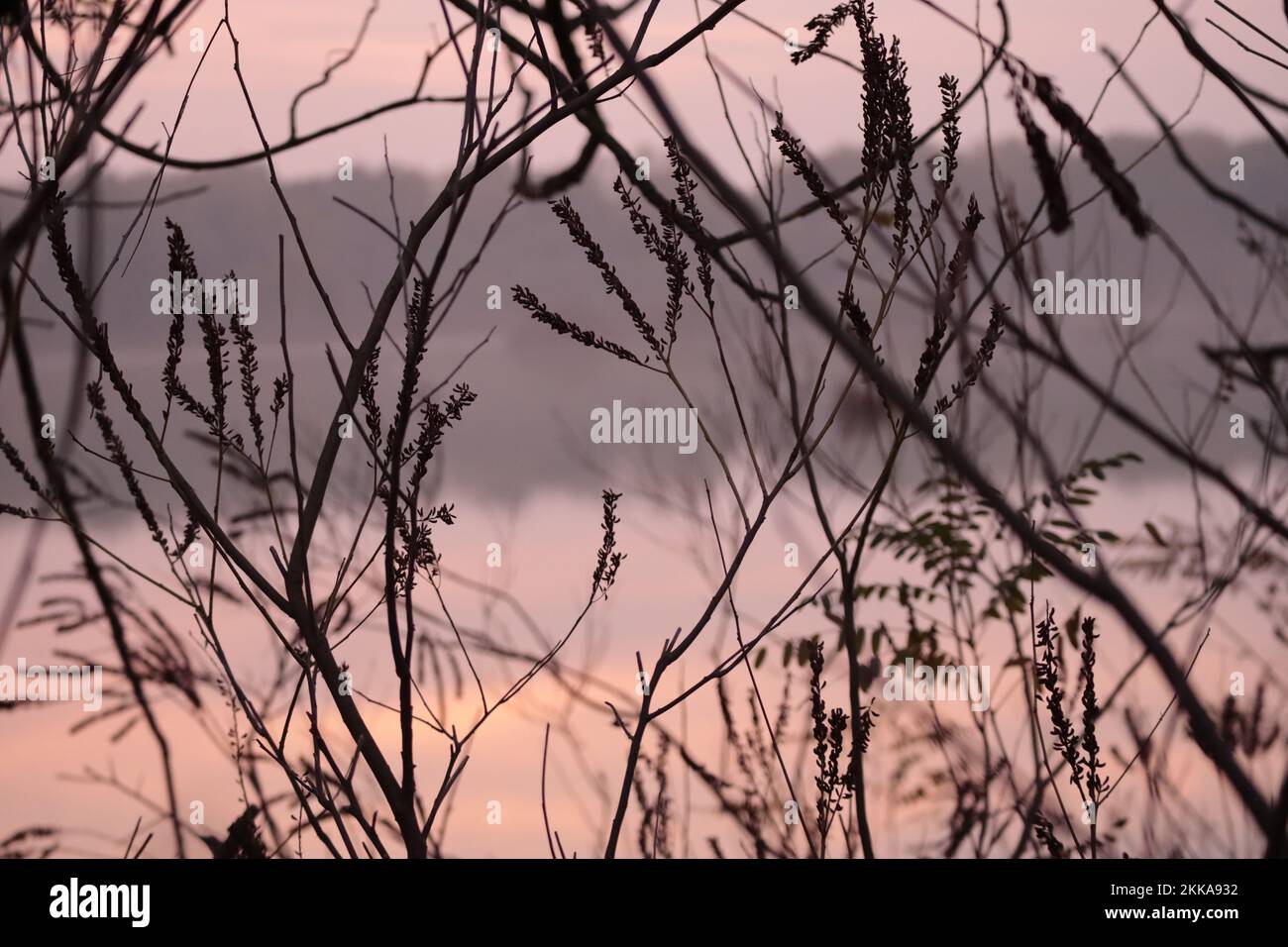 Verflechtung von Zweigen und Pflanzen bei Sonnenuntergang im Naturschutzgebiet Secchia Stockfoto