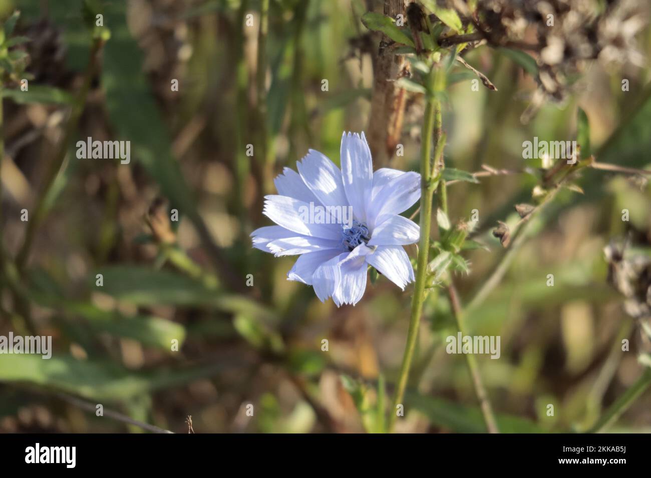 Nahaufnahme einer Zichorienblume auf einem Feld Stockfoto