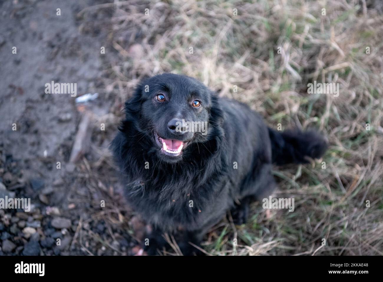 Rumänien, 2022-01-01. Ein schwarzer rumänischer Schäferhund, der lächelt. Stockfoto