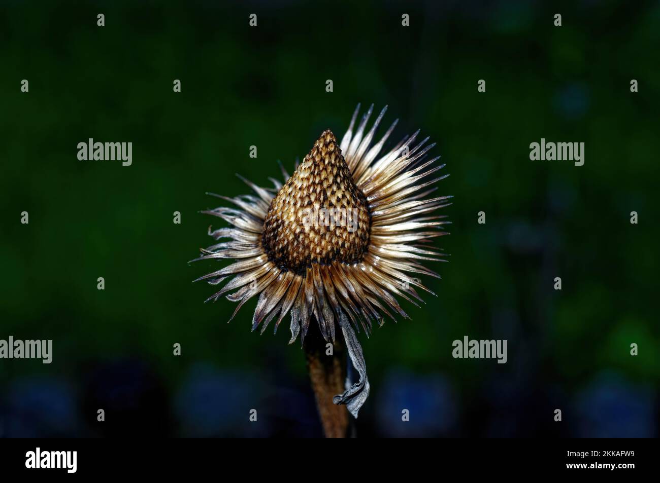 Die Blumen des letzten Jahres im Garten auf dem Bett, im Frühjahr Stockfoto