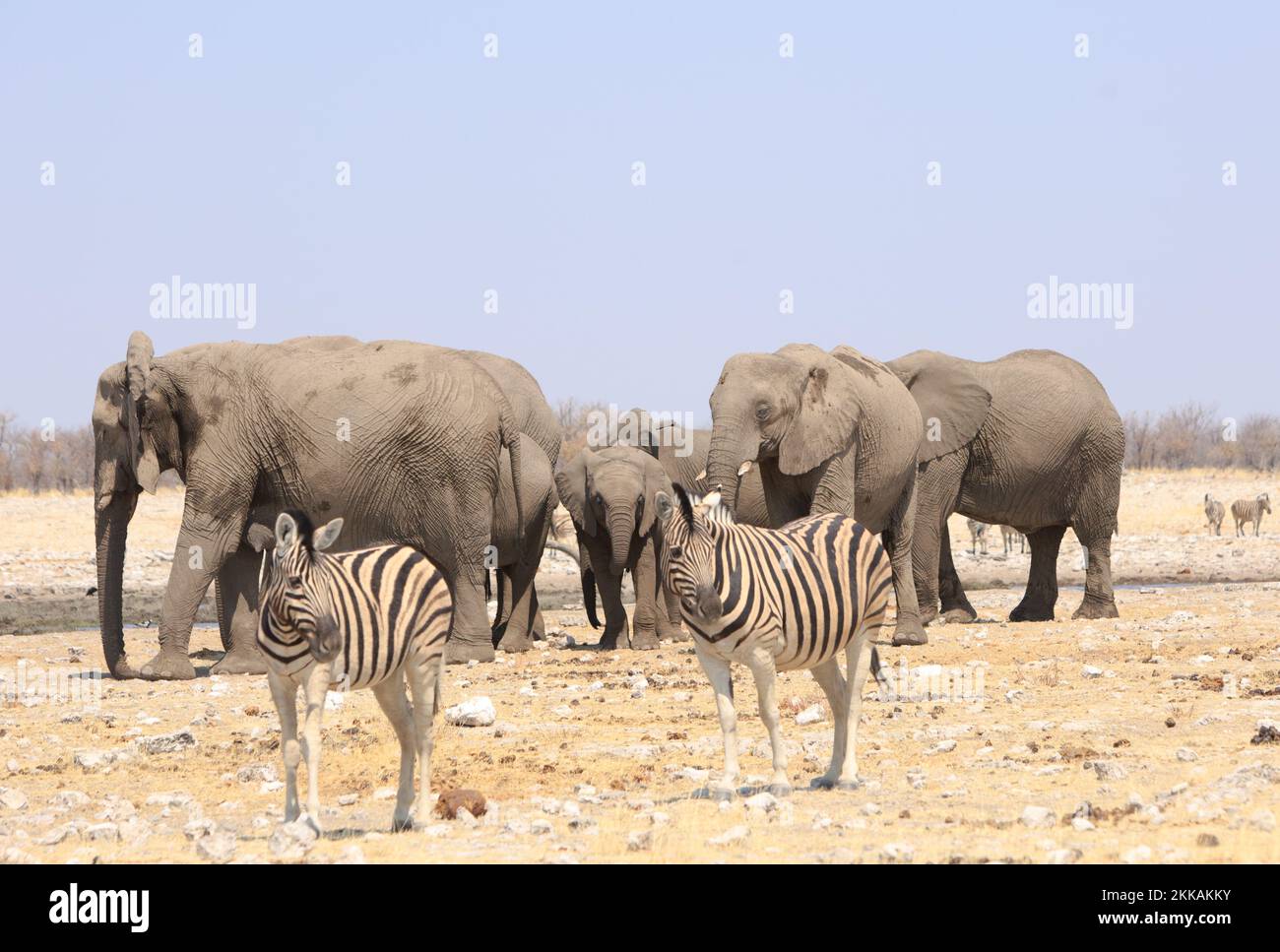 Afrikanische Szene mit zwei Ebenen Zebra und einer kleinen Elefantenherde im Hintergrund. Stockfoto