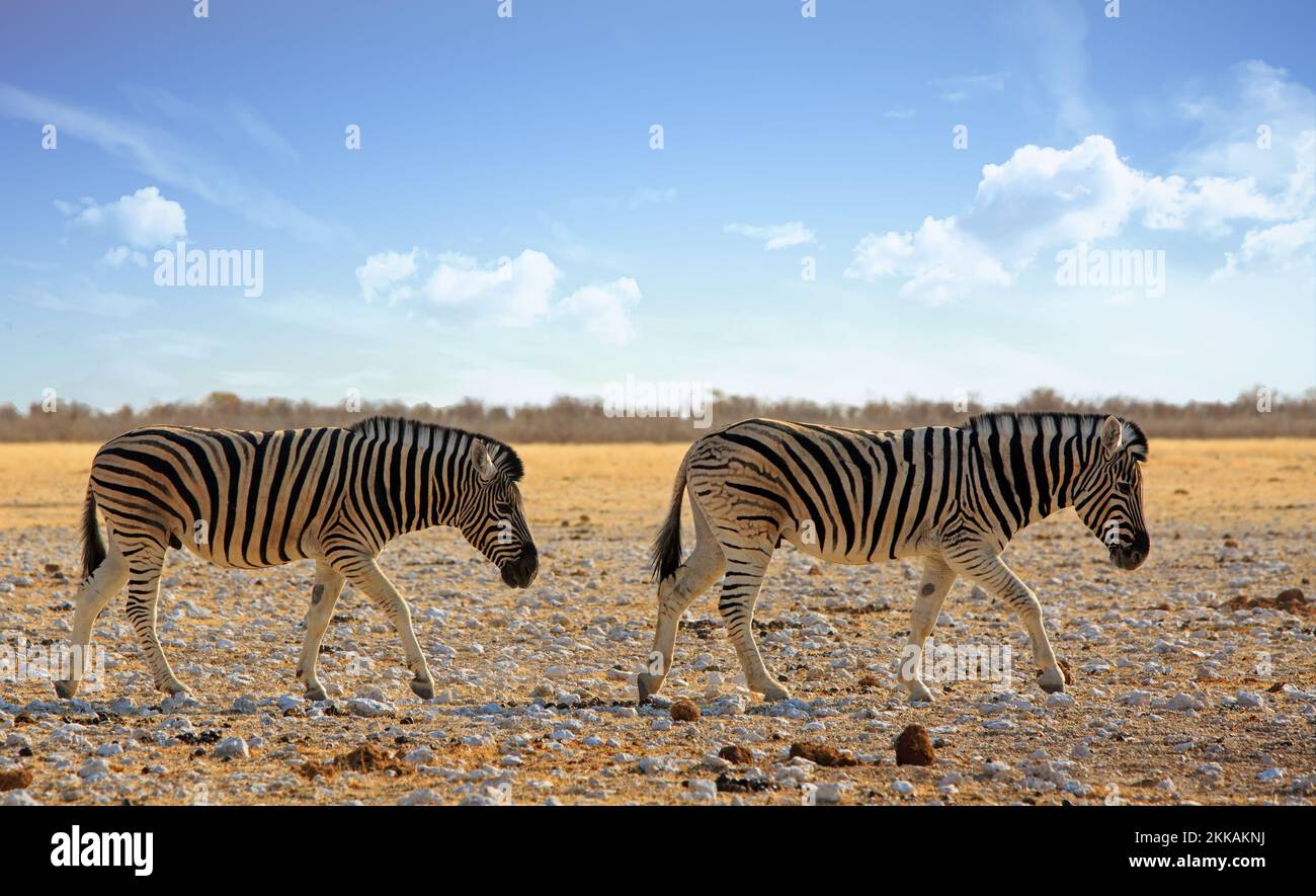 Zwei Burchell's Zebra, die durch die African Plains im Etosha National Park, Namibia, wandern Stockfoto