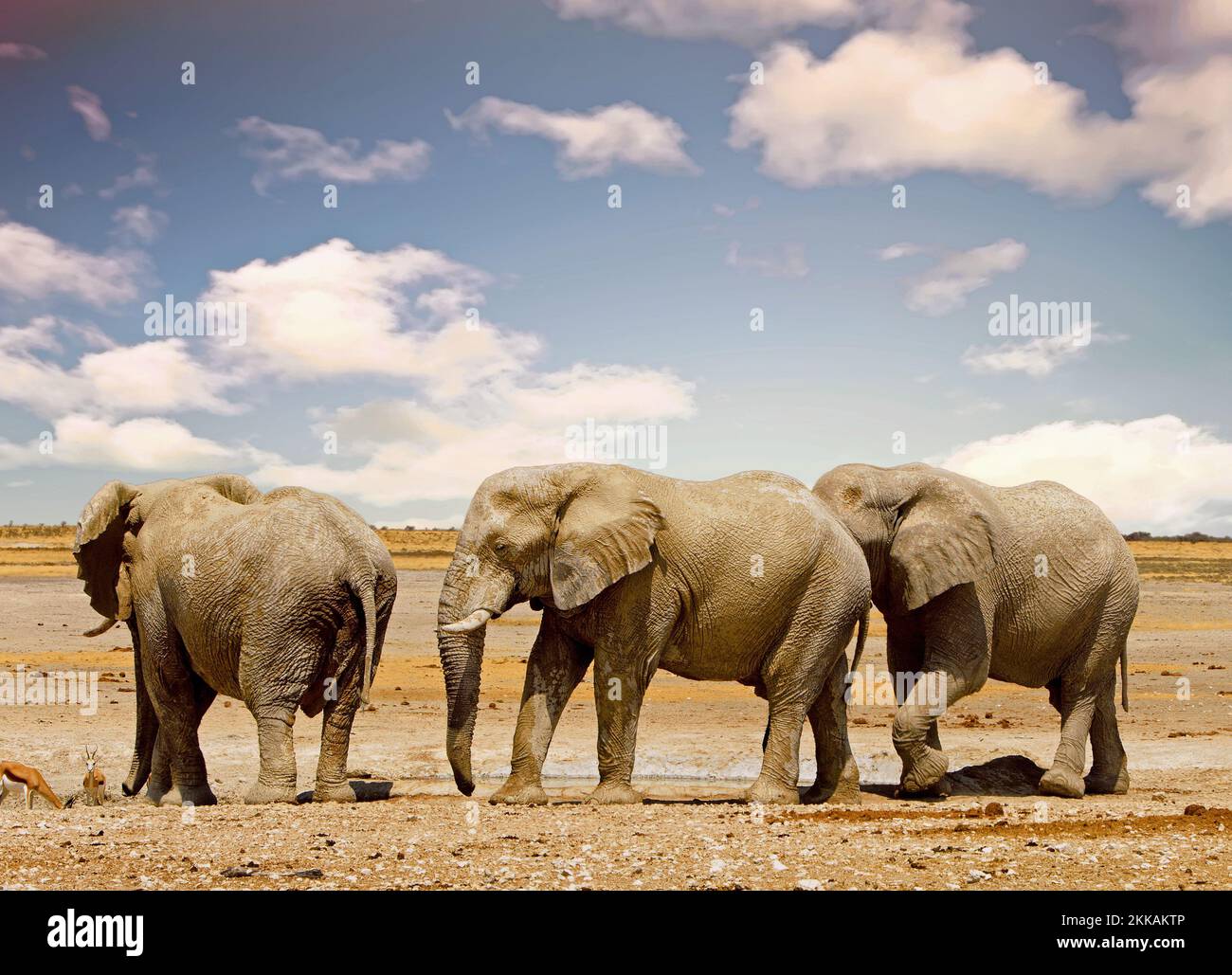 Afrikanische Elefanten in der Nähe eines Wasserlochs, mit einem riesigen Hintergrund leerer Ebenen Stockfoto