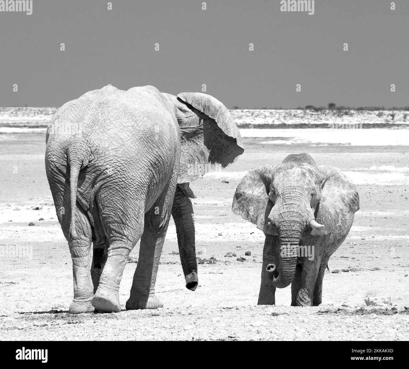 Porträt von zwei Elefanten in einem Wasserloch in Schwarz und Weiß, mit den leuchtenden dr. y Ebenen im Hintergrund Stockfoto