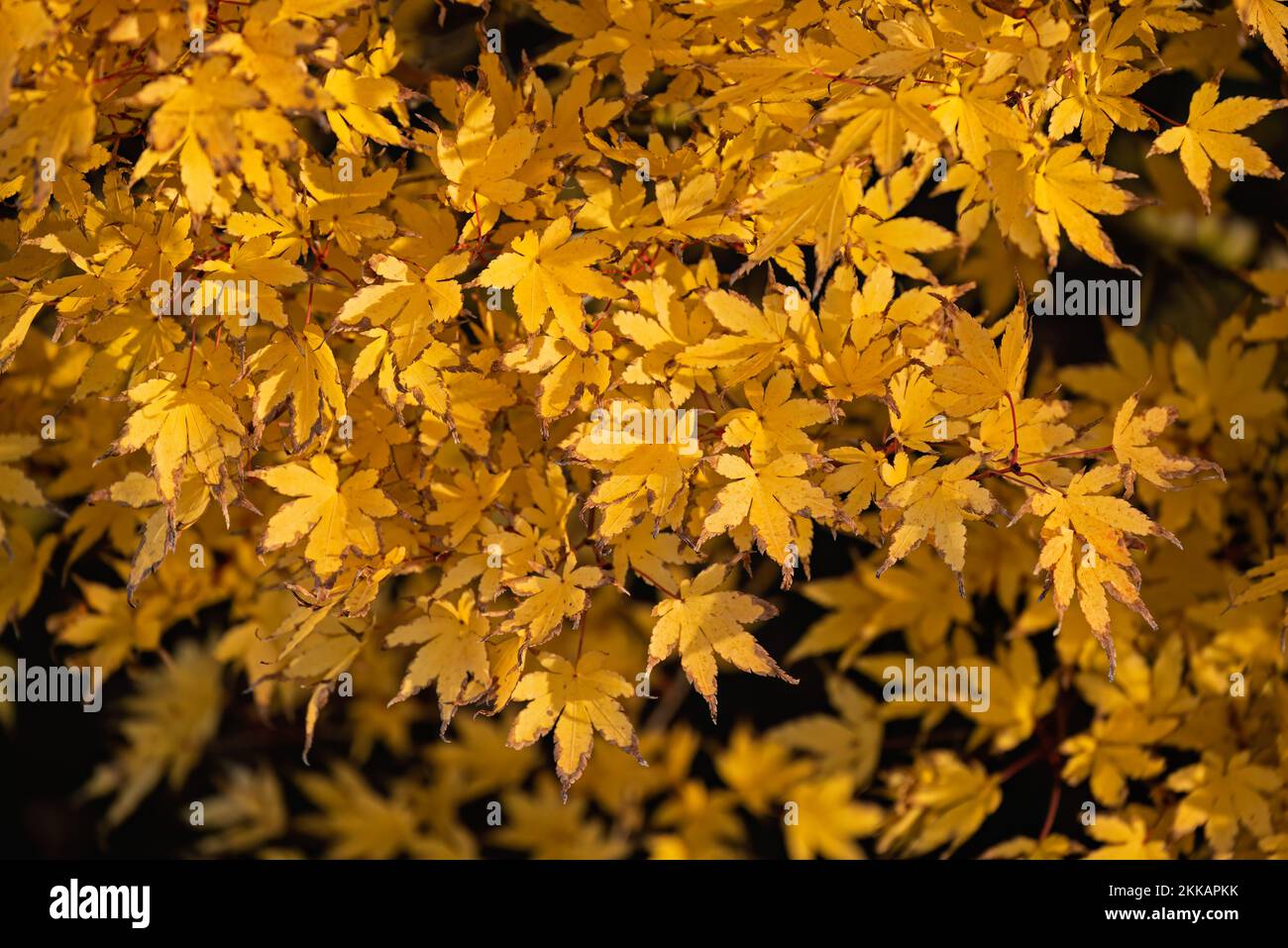 Gelbe Blätter auf einem japanischen Ahorn, Kalifornien Stockfoto