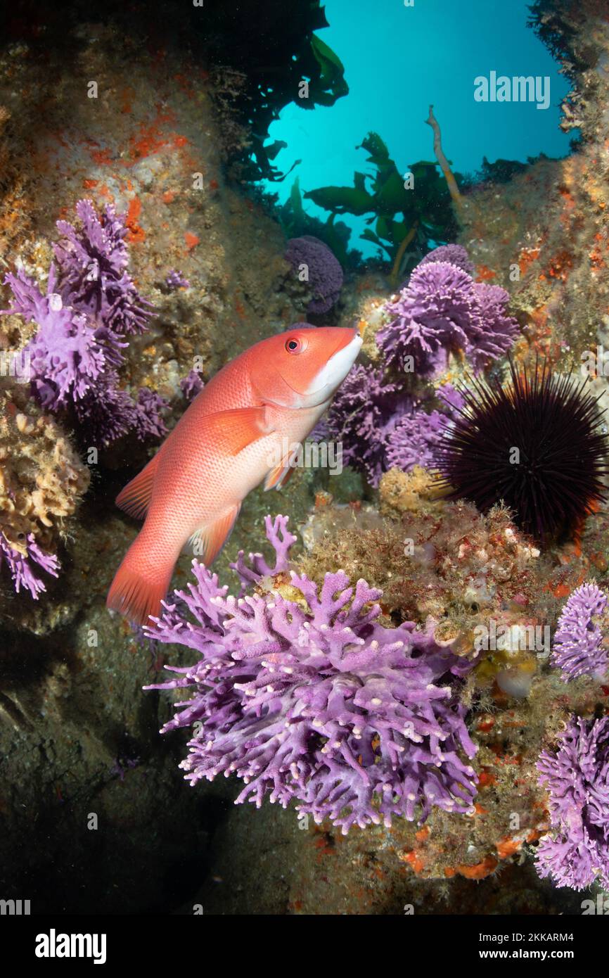 Die Farnsworth Banks auf Catalina Island sind ein tiefes Riffsystem, das seltene lila Hydrokorallen beherbergt und aufgrund der reichen Nahrung eine kleine Anzahl von Tieren anzieht Stockfoto