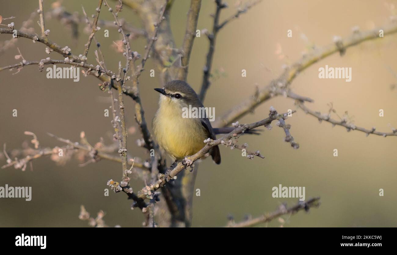 Großschwanz-Tyrann. Stigmatura budytoides. Patagonien Argentinien Stockfoto