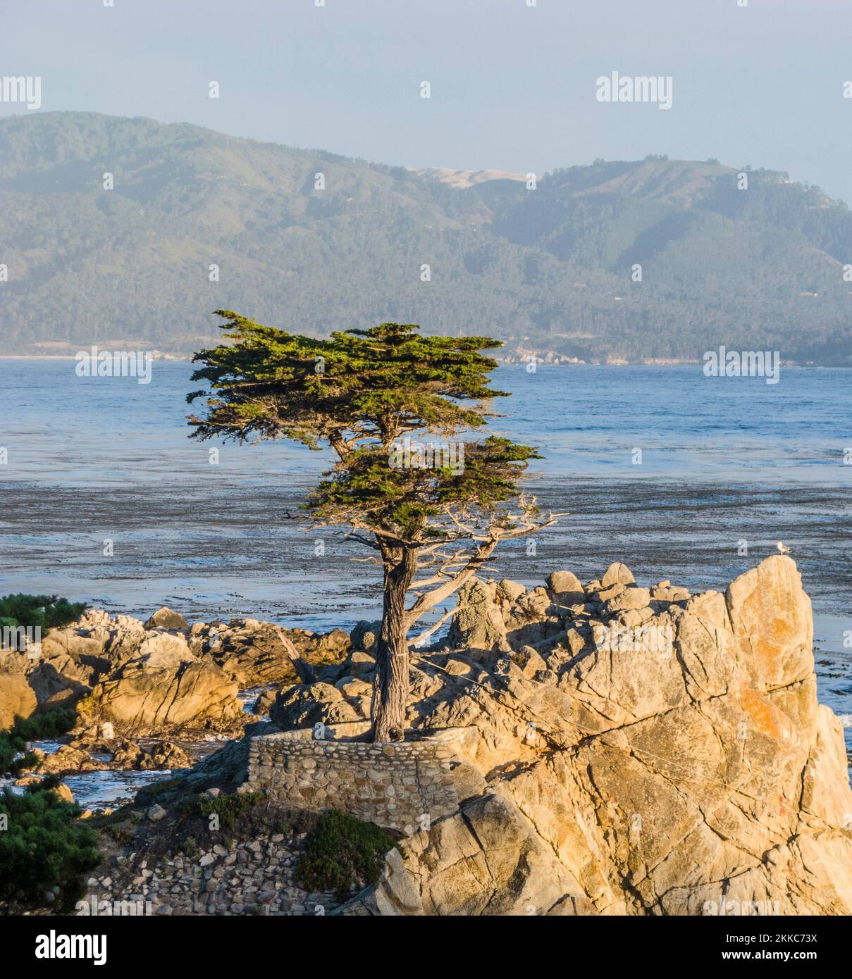 Monterey, USA - 26. Juli 2008: Blick auf den einbunter Zypressenbaum entlang des berühmten 17 Mile Drive in Monterey. Quellen behaupten, es sei einer der am meisten fotografierten Bäume Stockfoto