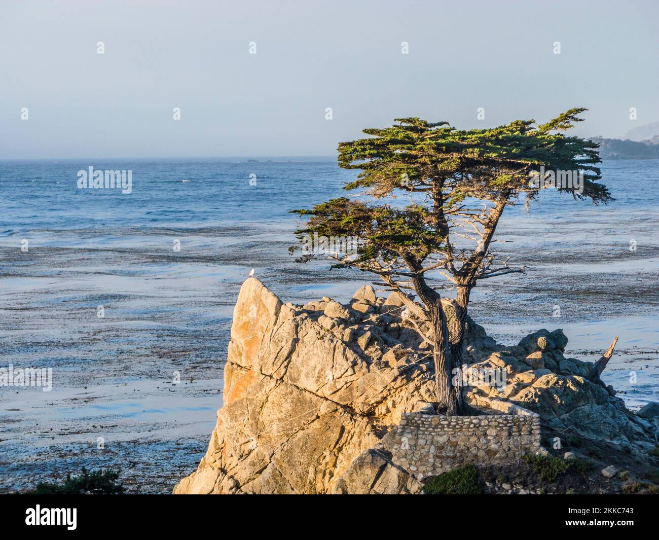 Monterey, USA - 26. Juli 2008: Blick auf den einbunter Zypressenbaum entlang des berühmten 17 Mile Drive in Monterey. Quellen behaupten, es sei einer der am meisten fotografierten Bäume Stockfoto