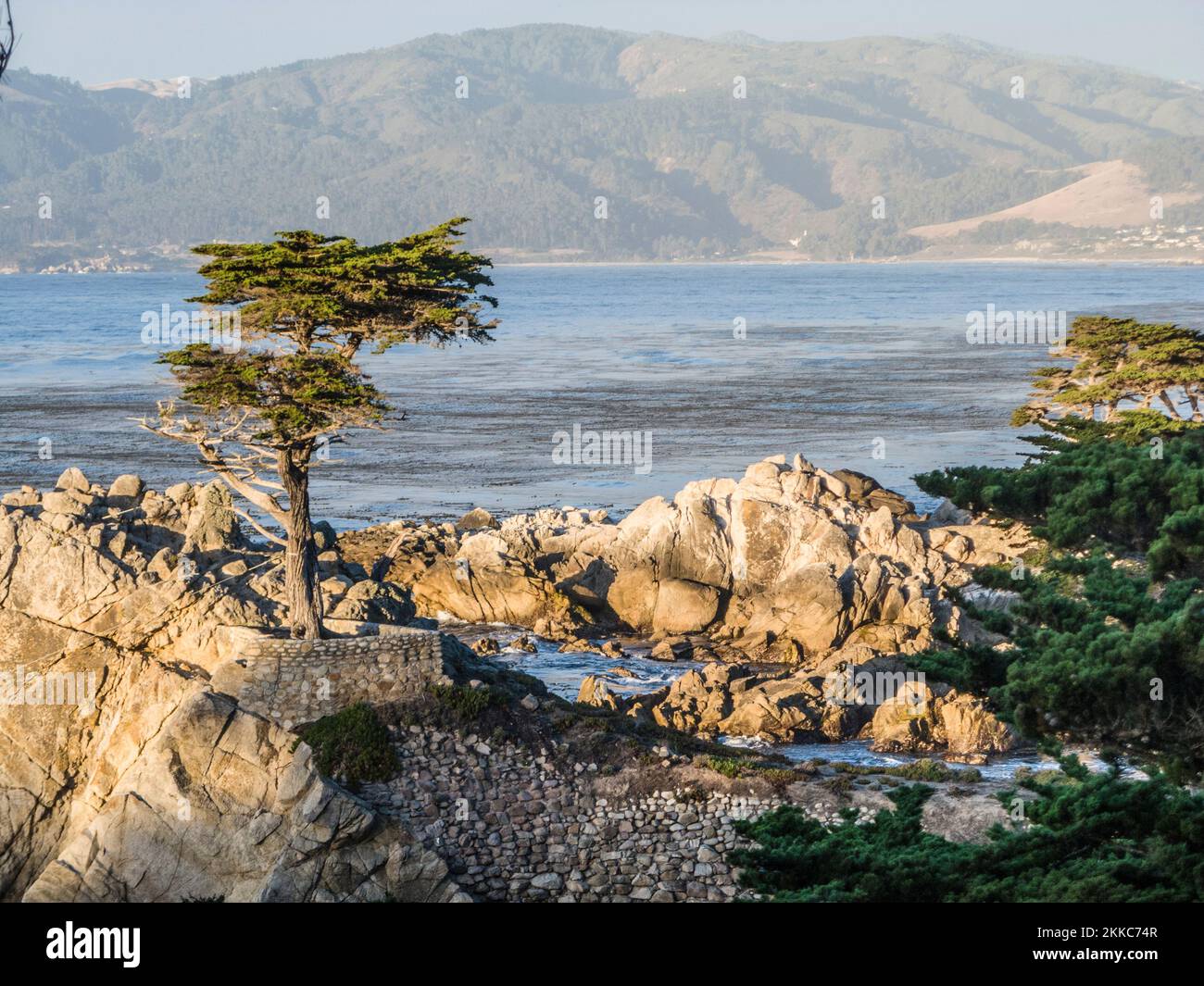 Monterey, USA - 26. Juli 2008: Blick auf den einbunter Zypressenbaum entlang des berühmten 17 Mile Drive in Monterey. Quellen behaupten, es sei einer der am meisten fotografierten Bäume Stockfoto