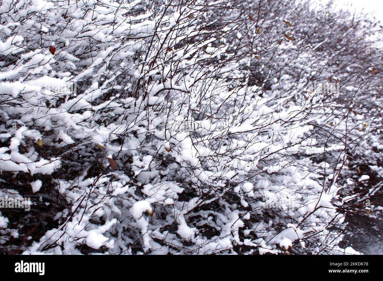 Schnee auf den Zweigen der Büsche nach einem Schneefall. Wunderschöner Winterhintergrund mit schneebedeckten Zweigen. Pflanzen im Winterwald. Stockfoto