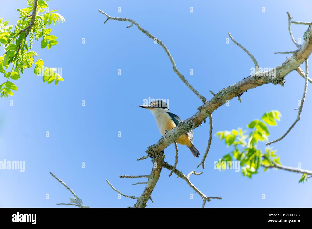 kingfisher hockte hoch im Baum vor blauem Himmel. Stockfoto