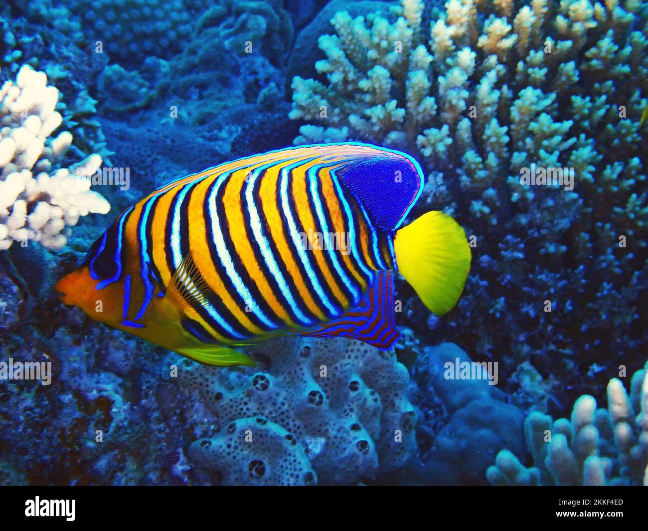Königlicher Angelfisch (Pygoplites diacanthus) in die friedliche Welt des Roten Meeres in Ägypten Stockfoto