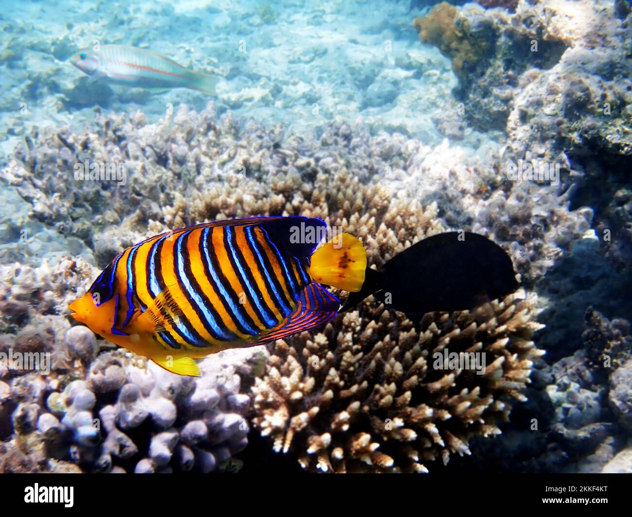 Königlicher Angelfisch (Pygoplites diacanthus) in die friedliche Welt des Roten Meeres in Ägypten Stockfoto