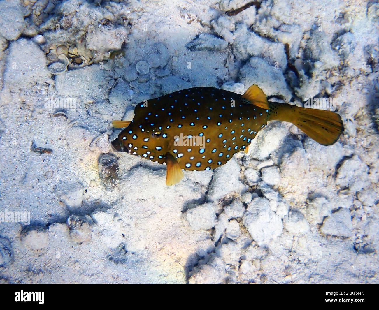 Red sea boxfish -Fotos und -Bildmaterial in hoher Auflösung – Alamy