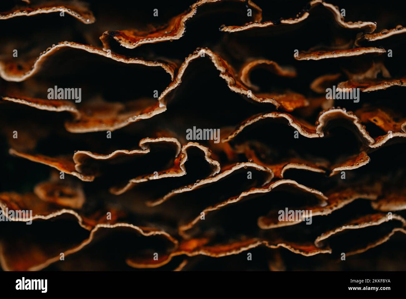 Pilze im Wald Stockfoto