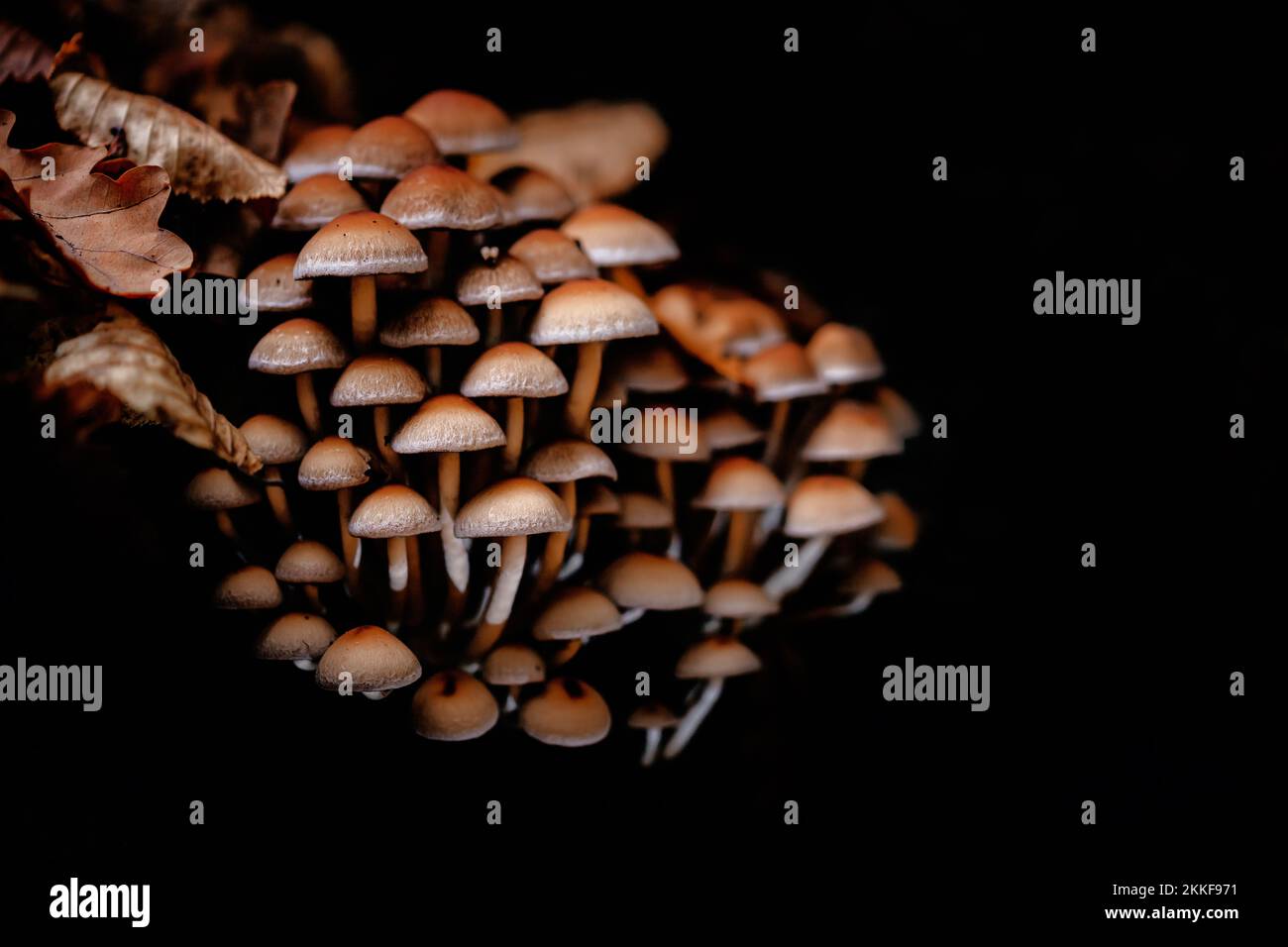 Pilze im Wald Stockfoto