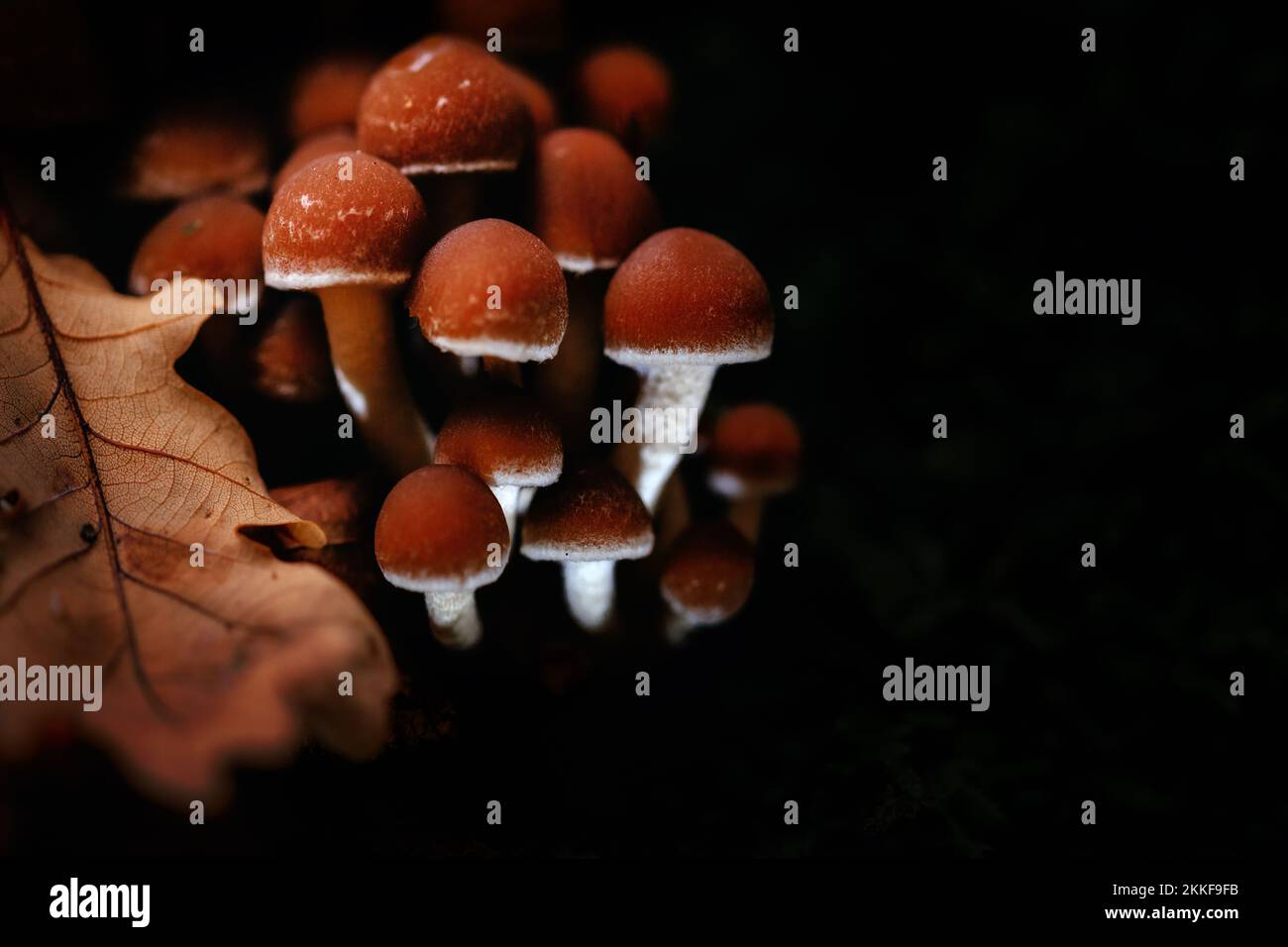 Pilze im Wald Stockfoto