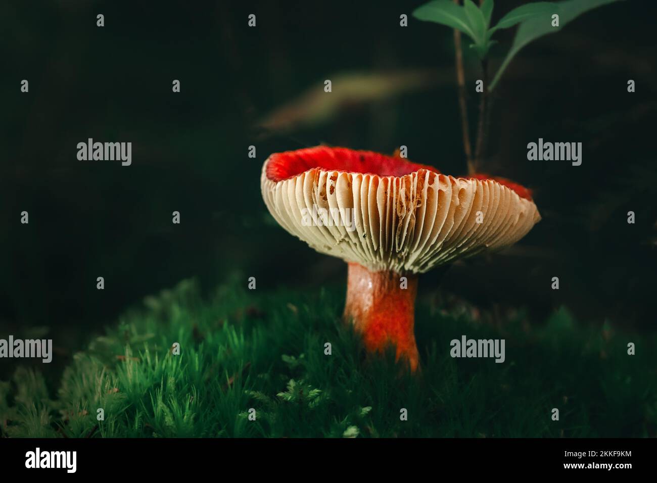 Pilze im Wald Stockfoto