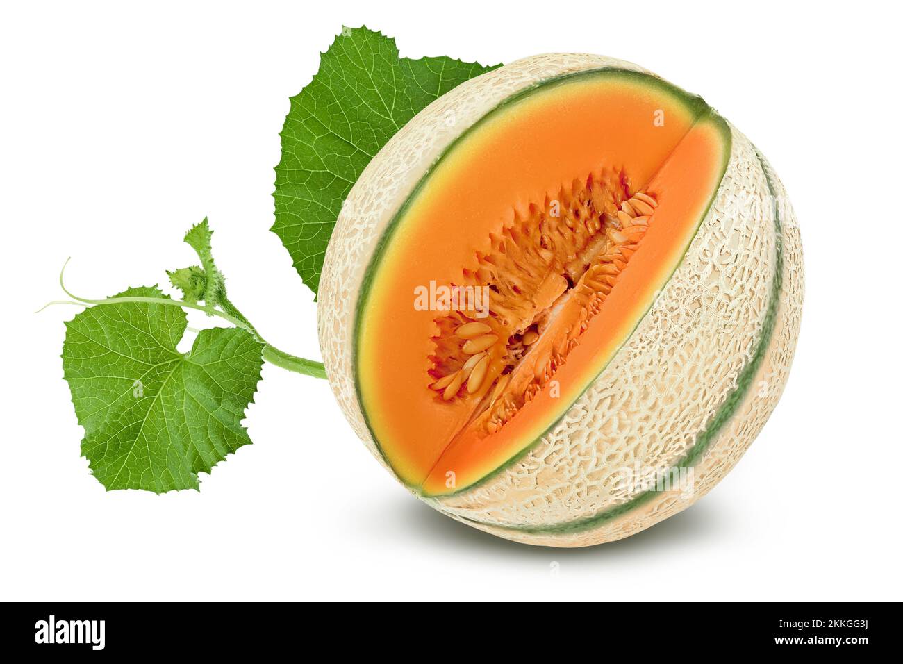 Melone auf weißem Hintergrund mit voller Schärfentiefe isoliert, Stockfoto