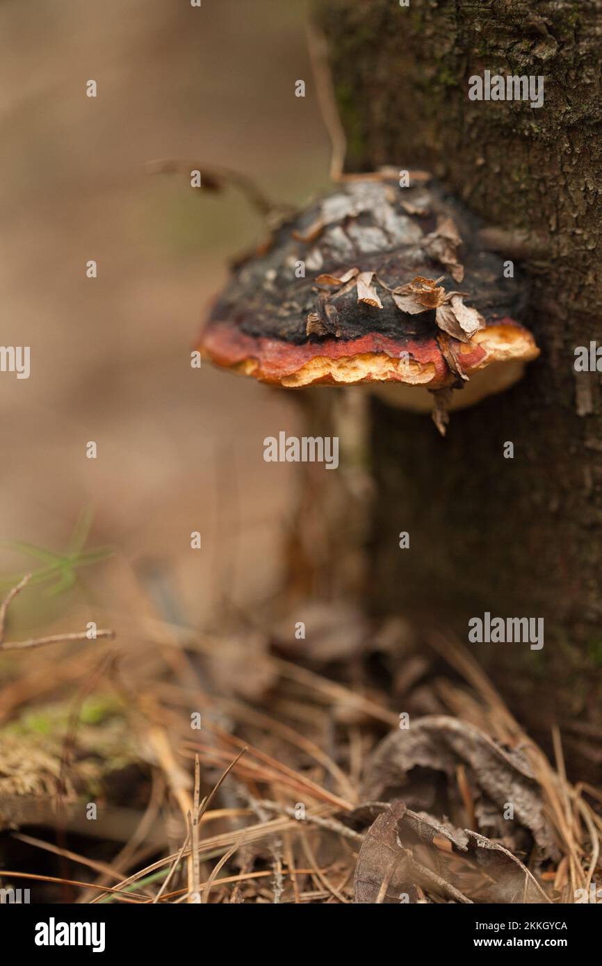 Shaggy Bracket Inonotus hispidus-Pilz auf Baumrinde vor verschwommenem Hintergrund. Wilde Pilze auf einem Baum mit getrockneten Blättern und Piniennadeln auf blau Stockfoto