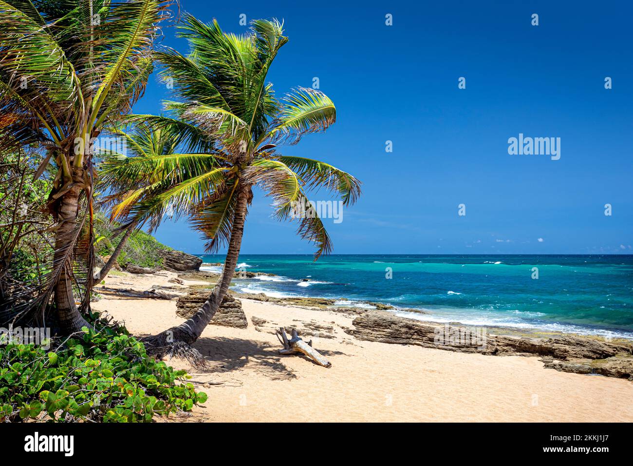 Palmen am Strand von Piñones mit seinem azurblauen Wasser in der Nähe von Carolina auf der tropischen karibischen Insel Puerto Rico, USA. Stockfoto