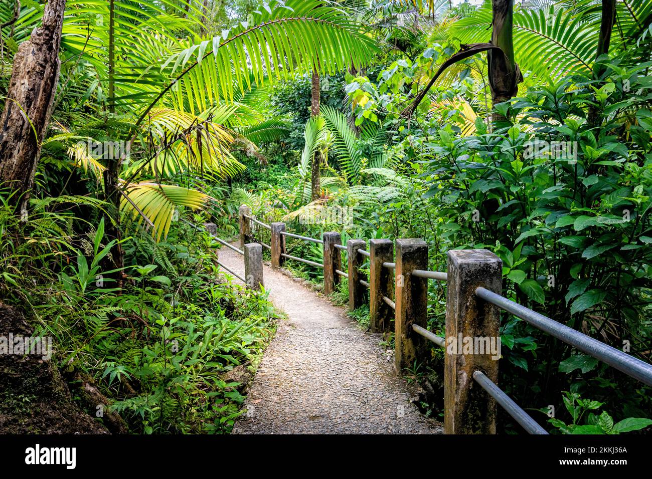 Ein Abschnitt des Mt. Britton Trail im El Yunque Rainforest National Park auf der tropischen karibischen Insel Puerto Rico, USA. Stockfoto