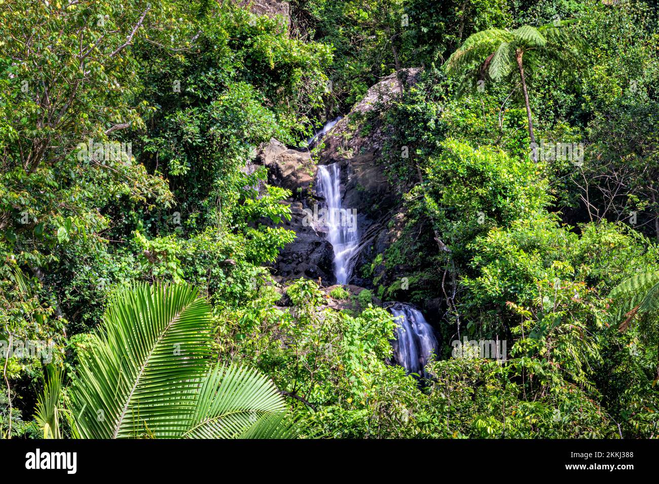 Die oberen La Coca Falls im El Yunque Rainforest National Park auf der tropischen karibischen Insel Puerto Rico, USA. Stockfoto